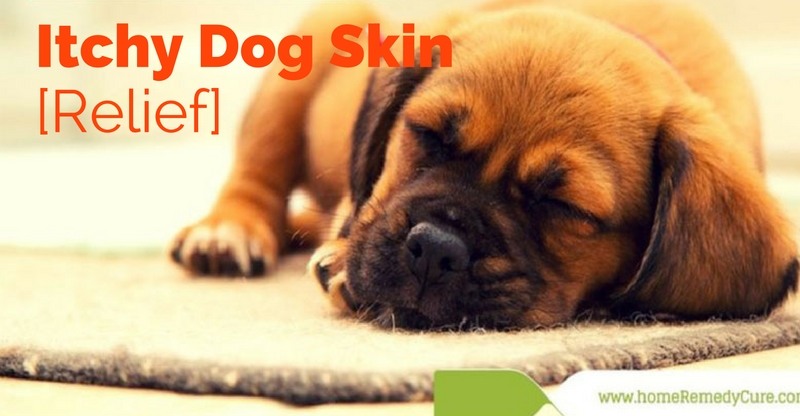 7-awesome-remedies-for-itchy-dog-skin-relief